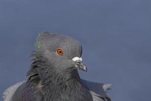 close up of head of rock pigeon photo