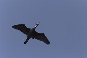 view on great cormorant flying in a blue sky photo