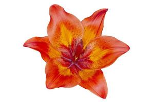 red with orange asiatic lilium flower isolated on white photo