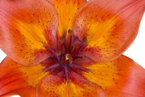 close up of asiatic lilium flower photo