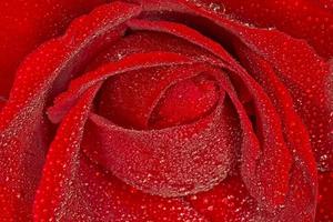 red rose covered with dew drops photo