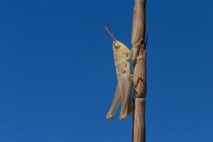 grasshopper sitting on dry stem against blue sky photo