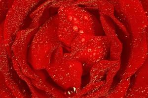 close up of red rose covered with dew drops photo