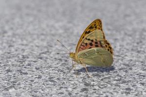 silver washed fritillary butterfly sitting on grey floor photo