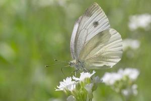 close up of white cabbage butterfly sitting on white flower photo