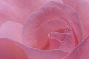 close up of pink rose photo