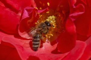 bee collecting pollen in red rose