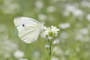 cerca arriba de blanco mariposa sentado en flor foto