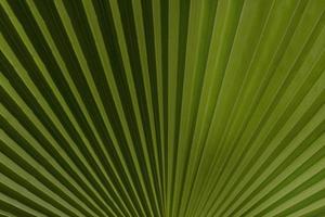 close up of  palm tree leaf photo