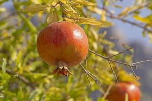 red pomegranate hanging on branch of tree photo