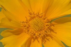 close up of yellow flower photo