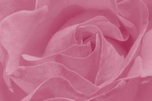 close up of pink rose photo