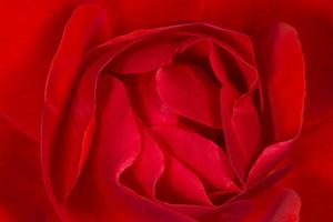 close up of red rose photo