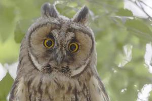 close up of owl against green foliage photo