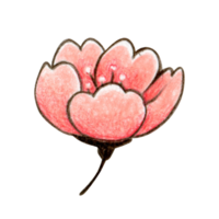 acquerello ciliegia fiorire decorazione png