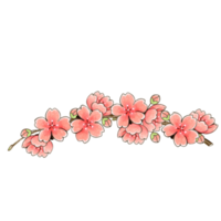 Watercolor cherry blossom decoration png