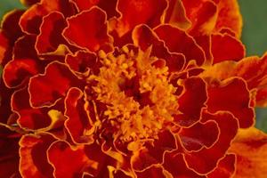 close up of marigold flower photo