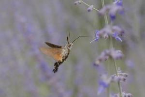 hawk moth flying at violet flowering plant in garden photo