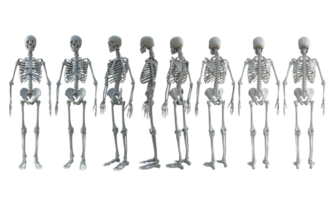 3d representación de humano cráneo huesos lleno cuerpo desde diferente perspectiva ver png
