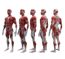 3d rendering human muscle organs model ecorche full body perspective view png