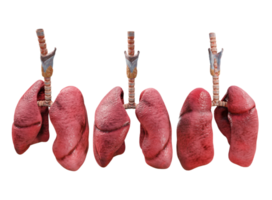 3d renderen van menselijk longen perspectief visie png