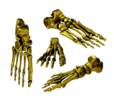 3d representación de oro dorado humano pie huesos perspectiva ver png