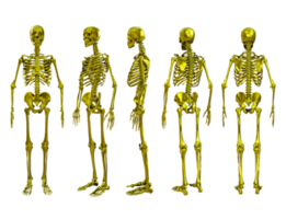 3d representación de oro dorado humano cráneo huesos lleno cuerpo perspectiva ver png