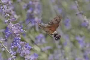 halcón polilla volador a Violeta flores foto