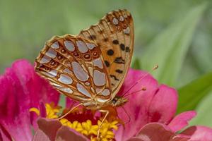 brown fritillary butterfly sitting on red zinnia flower photo