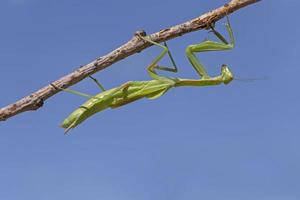 green mantis sitting upside down on stem against blue sky photo