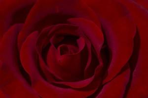 close up of red rose flower photo