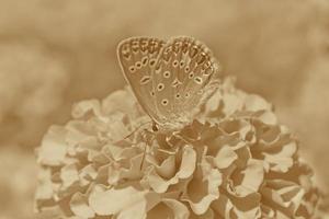 butterfly sitting on marigold flower in sepia photo