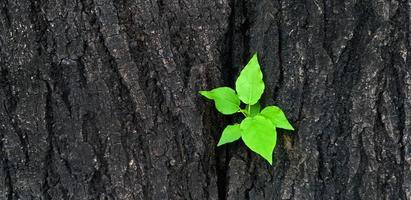 cerca arriba nuevo verde hojas, brotante desde el intersección de el maletero o el negro ladrar de el árbol con un Copiar área. recién nacido vida natural belleza y natural fondo de pantalla y macro concepto. foto