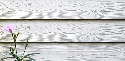 rosado o púrpura flor crecimiento y floreciente aislado en blanco de madera antecedentes con Copiar espacio. belleza de natural y fondo de pantalla concepto foto