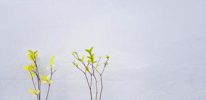 Branch of Mok tree with green leaves isolated on gray wall background with copy space. Beauty of Nature  and plant concept. Scientific Name of Flower is Wrightia religiosa. photo