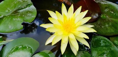 Top view of yellow lotus growth on the water with green leaves background. Beauty of Natural, Floral, Plant and Flower concept photo