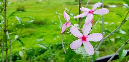 Beautiful pink flower with raindrop or water drop, green leaves and field background with copy space. Beauty of Nature, Natural wallpaper, Fresh and Growth concept