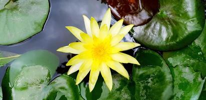 Yellow lotus growth on the water with green leaves background. Beauty of Natural, Plant and Flower concept photo