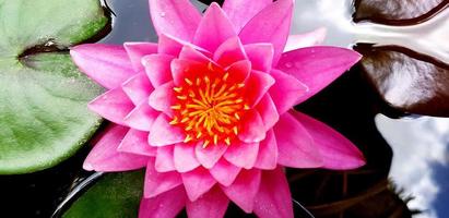 Close up or Top view of beautiful pink lotus blooming on water garden. Beauty of Nature and Soft lily flower concept photo
