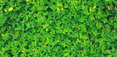 Freshness small green leaves and yellow flower for background in garden park. Natural wallpaper, Beauty of Nature and Fresh floral or leaf concept photo