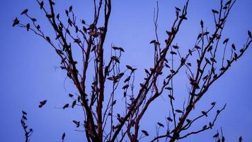 A crow of pigeons and crows on a tree branch photo