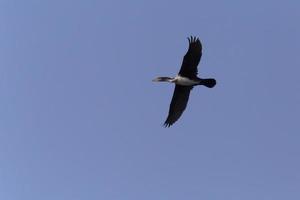 great cormorant flying in a blue sky photo