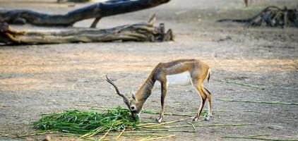 a cute deer animal eating green grass concept image photo