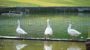 domestic swans standing near the water photo