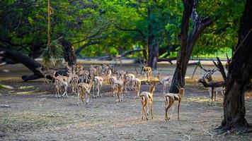 Selective focus deer together in the park photo