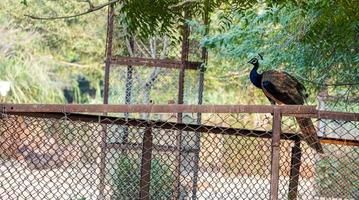 a cute peacock sitting on an iron rod photo