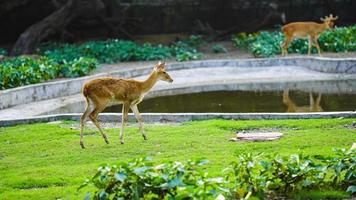 un linda ciervo comiendo césped foto