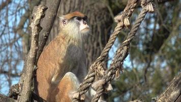 le singe patas erythrocebus patas, également connu sous le nom de singe wadi ou singe hussard video