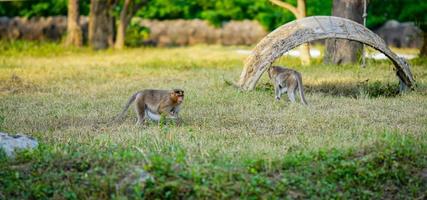 A wild monkey in the park photo