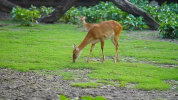 a cute deer eating grass photo